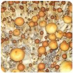 Псилоцибиновые (галлюциногенные)  грибы Psilocybin "Golden Teacher" в Кировграде