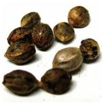 Семена марихуаны АК-47  (Seeds AK-47) в Кировграде